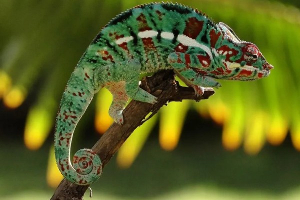 变色龙的特点,主要产于东半球