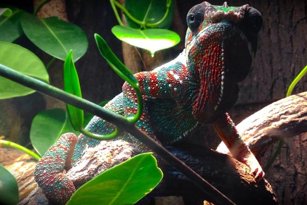 变色龙的特点,主要产于东半球