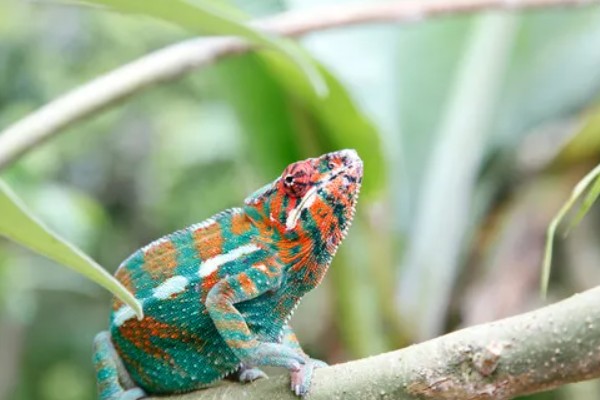 变色龙的特点,主要产于东半球