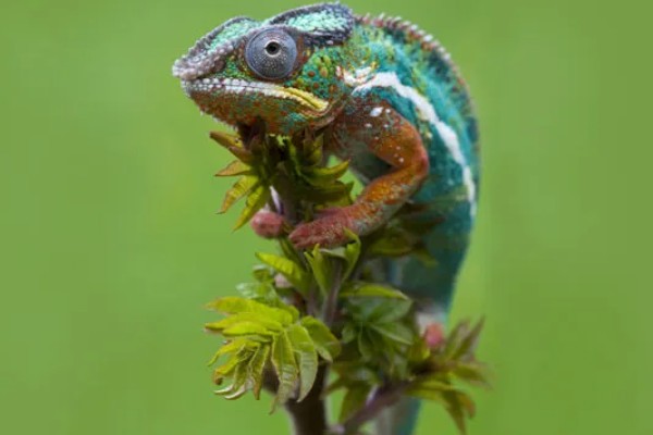 变色龙的特点,主要产于东半球