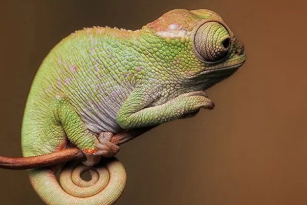 变色龙的特点,主要产于东半球
