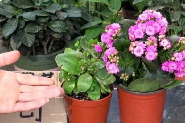 长寿花的养殖方式，等盆土干透再浇水