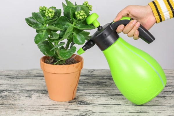 长寿花的养殖方式，等盆土干透再浇水