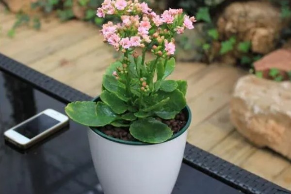 长寿花的养殖方式，等盆土干透再浇水