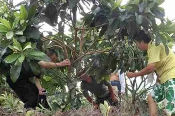 枇杷树如何种植，播种前需浸种处理