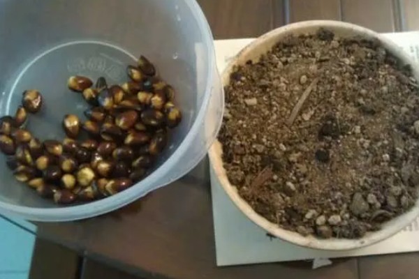 枇杷树如何种植，播种前需浸种处理