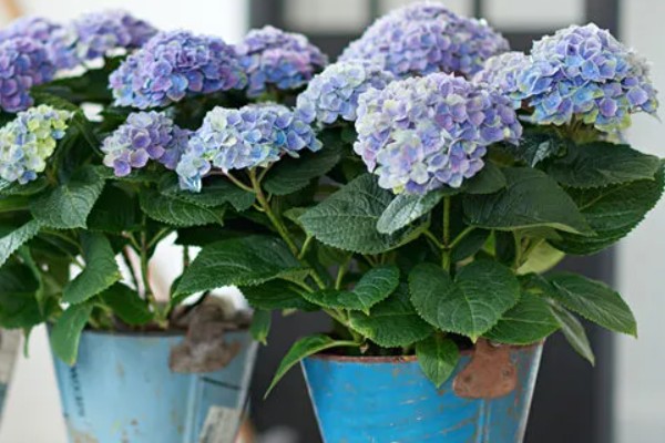 绣球花是多年生还是一年生植物,是多年生植物