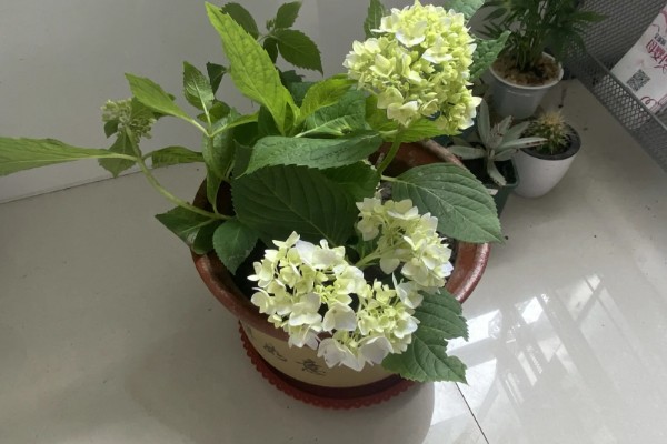 绣球花是多年生还是一年生植物,是多年生植物