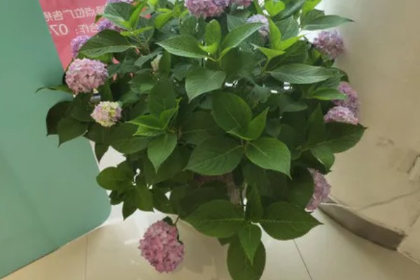 绣球花是多年生还是一年生植物,是多年生植物