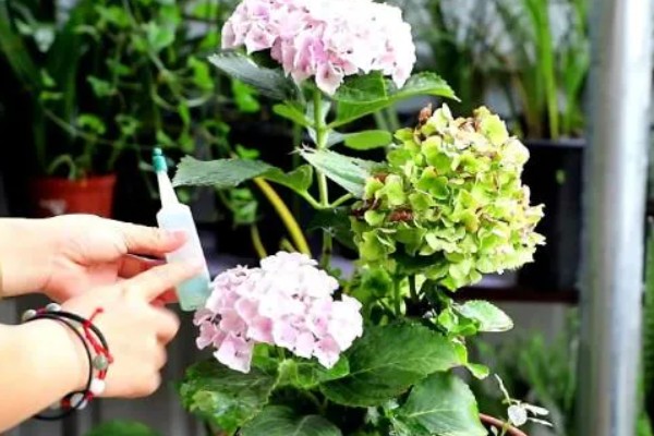 绣球花是多年生还是一年生植物,是多年生植物