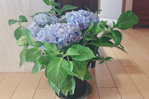 绣球花是多年生还是一年生植物,是多年生植物