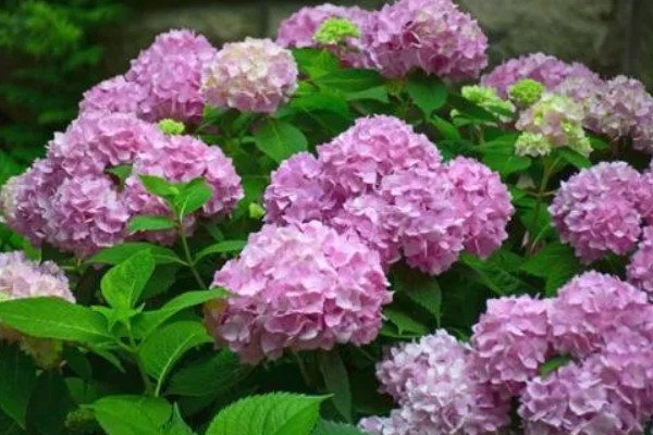 绣球花是多年生还是一年生植物,是多年生植物