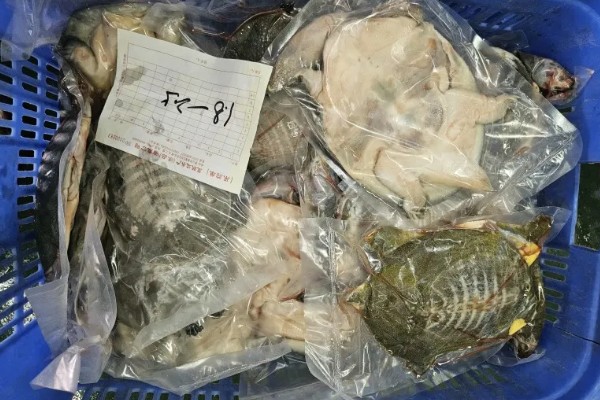 纯野生甲鱼的特征，爪子通常都比较尖