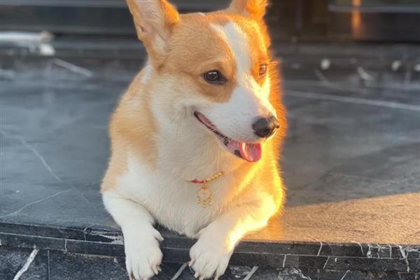 狗狗肾衰如何预防,首先要避免狗狗中毒