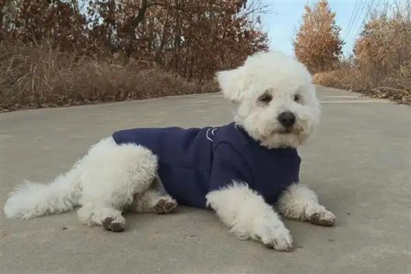 狗狗肾衰如何预防,首先要避免狗狗中毒