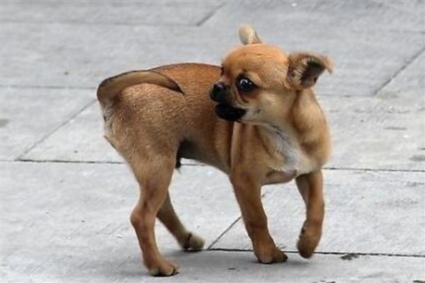 狗狗肾衰如何预防,首先要避免狗狗中毒