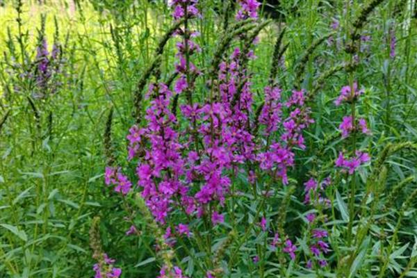 千屈菜是不是薰衣草，千屈菜不是薰衣草