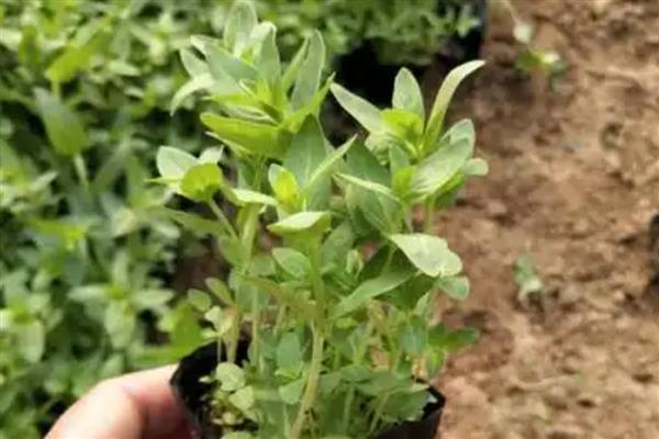 千屈菜是不是薰衣草，千屈菜不是薰衣草