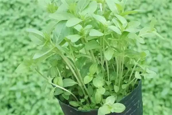 千屈菜是不是薰衣草，千屈菜不是薰衣草