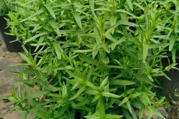 千屈菜是不是薰衣草，千屈菜不是薰衣草