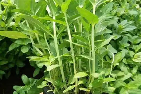 千屈菜是不是薰衣草，千屈菜不是薰衣草