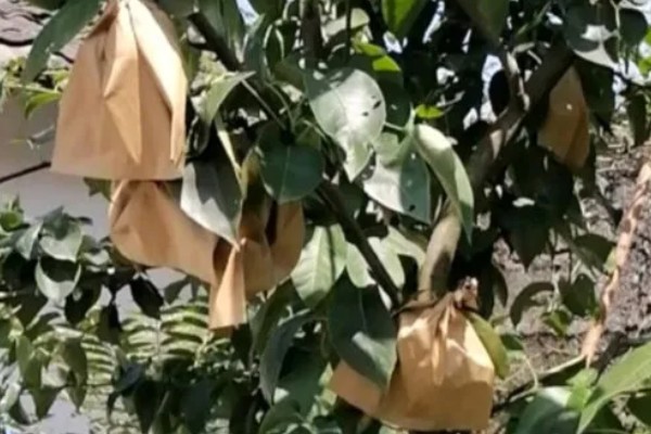 黄桃里面有虫的原因，大多是果蝇