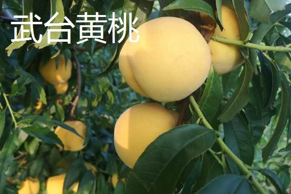 黄桃里面有虫的原因，大多是果蝇