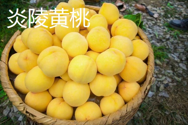 黄桃里面有虫的原因，大多是果蝇