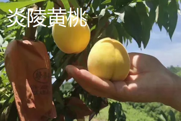 黄桃里面有虫的原因，大多是果蝇
