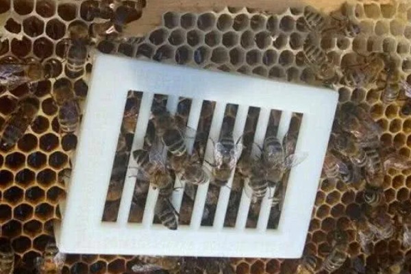 囚王笼的种类，种类根据蜂种和制作材料不同而不同