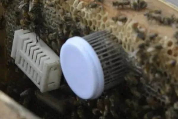 囚王笼的种类，种类根据蜂种和制作材料不同而不同