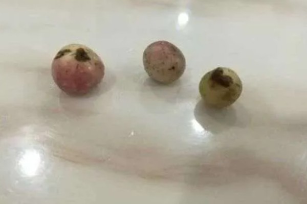 什么树的种子不进入土壤就可生根发芽，指榕树的种子