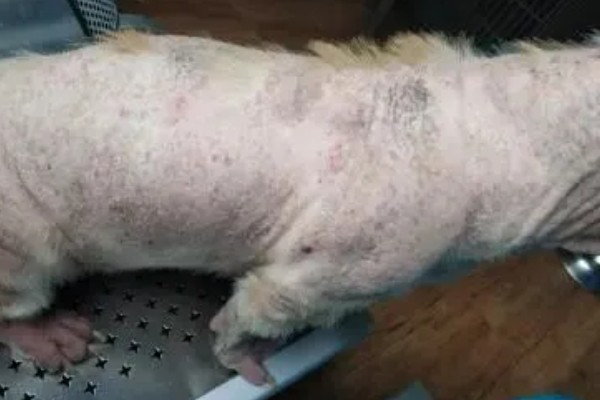 怀孕狗得了蠕形螨怎么办，症状比较轻则不要用药