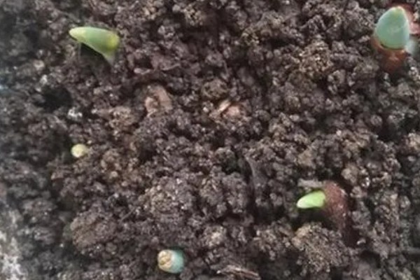 鸢尾花的种植方法,可分割根状茎种植或播种