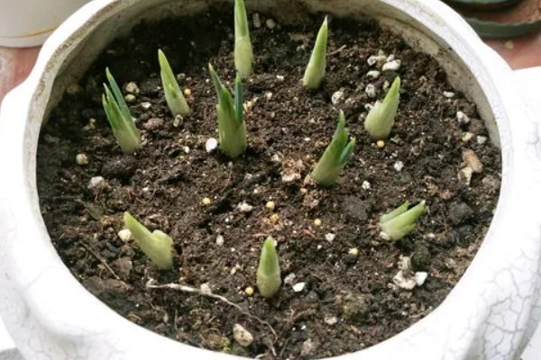 鸢尾花的种植方法,可分割根状茎种植或播种
