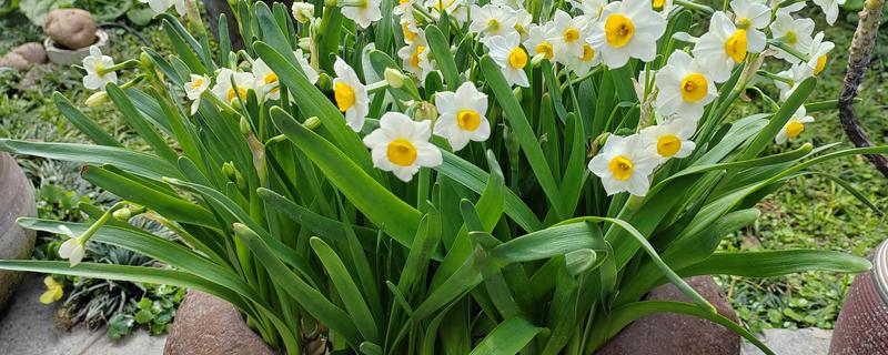 土培水仙花如何浇水，形成了花苞后一周浇水一次
