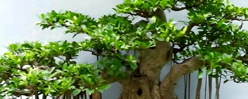 榕树盆景的养殖方法，浇水要见干见湿
