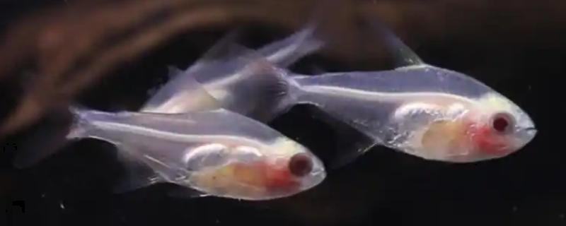 红肚玻璃鱼好不好养，是比较好养的