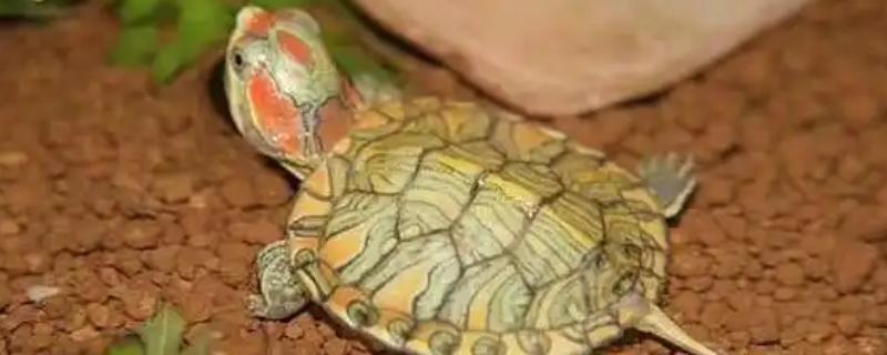 巴西龟为什么不吃食，可能是食物不可口