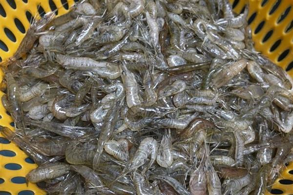 动物性鲜活饲料有哪些,包含小鱼、小虾、蚌、田螺等