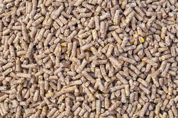 动物性鲜活饲料有哪些,包含小鱼、小虾、蚌、田螺等