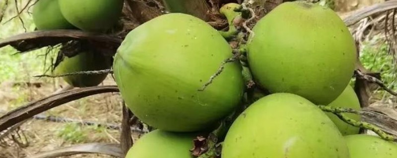 种椰子要施什么肥，氮磷钾肥搭配尿素即可