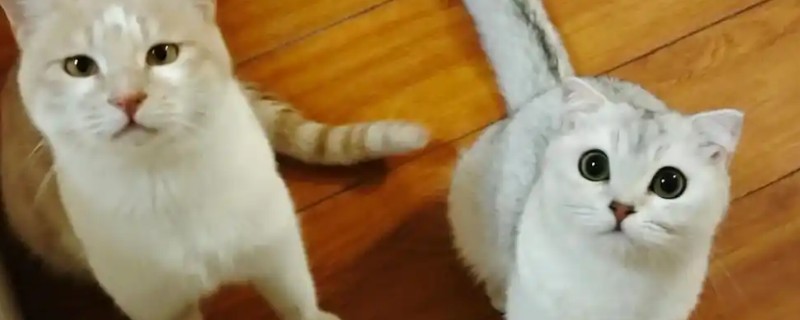 猫咪耳朵臭的原因，可能是感染了耳螨