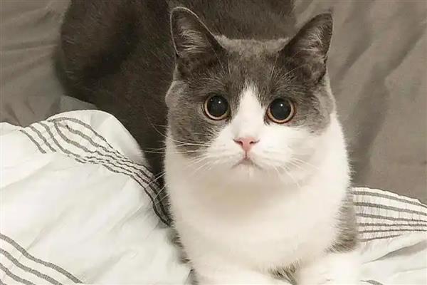 猫咪耳朵臭的原因,可能是感染了耳螨