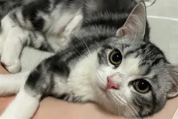 猫咪耳朵臭的原因,可能是感染了耳螨