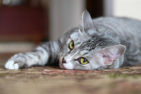 猫咪耳朵臭的原因,可能是感染了耳螨