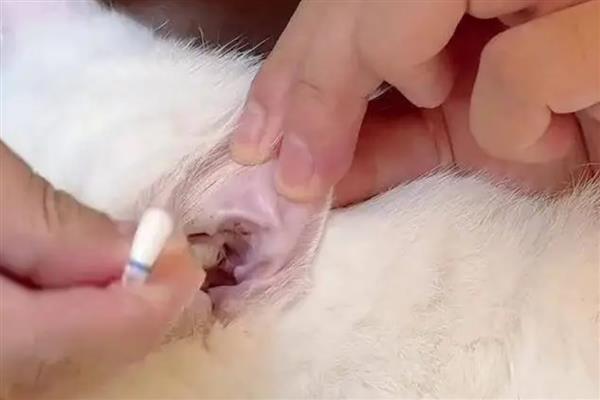 猫咪耳朵臭的原因,可能是感染了耳螨
