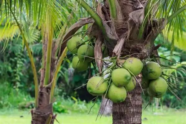 种椰子要施什么肥,氮磷钾肥搭配尿素即可