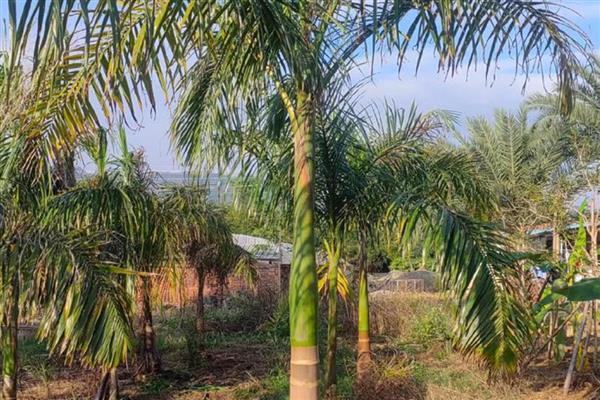 种椰子要施什么肥,氮磷钾肥搭配尿素即可