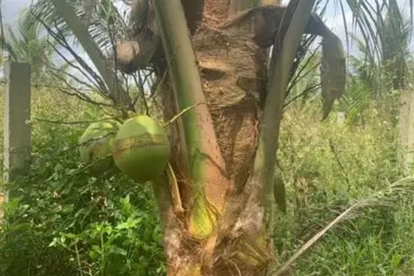 种椰子要施什么肥,氮磷钾肥搭配尿素即可